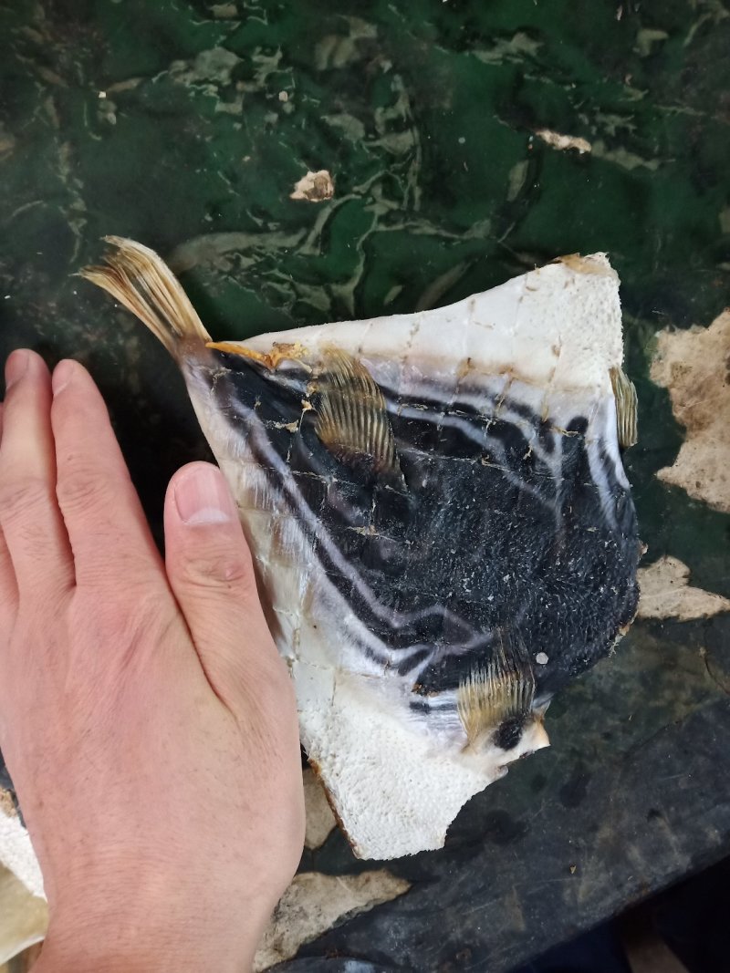 海洋鱼干供应！全国接单！