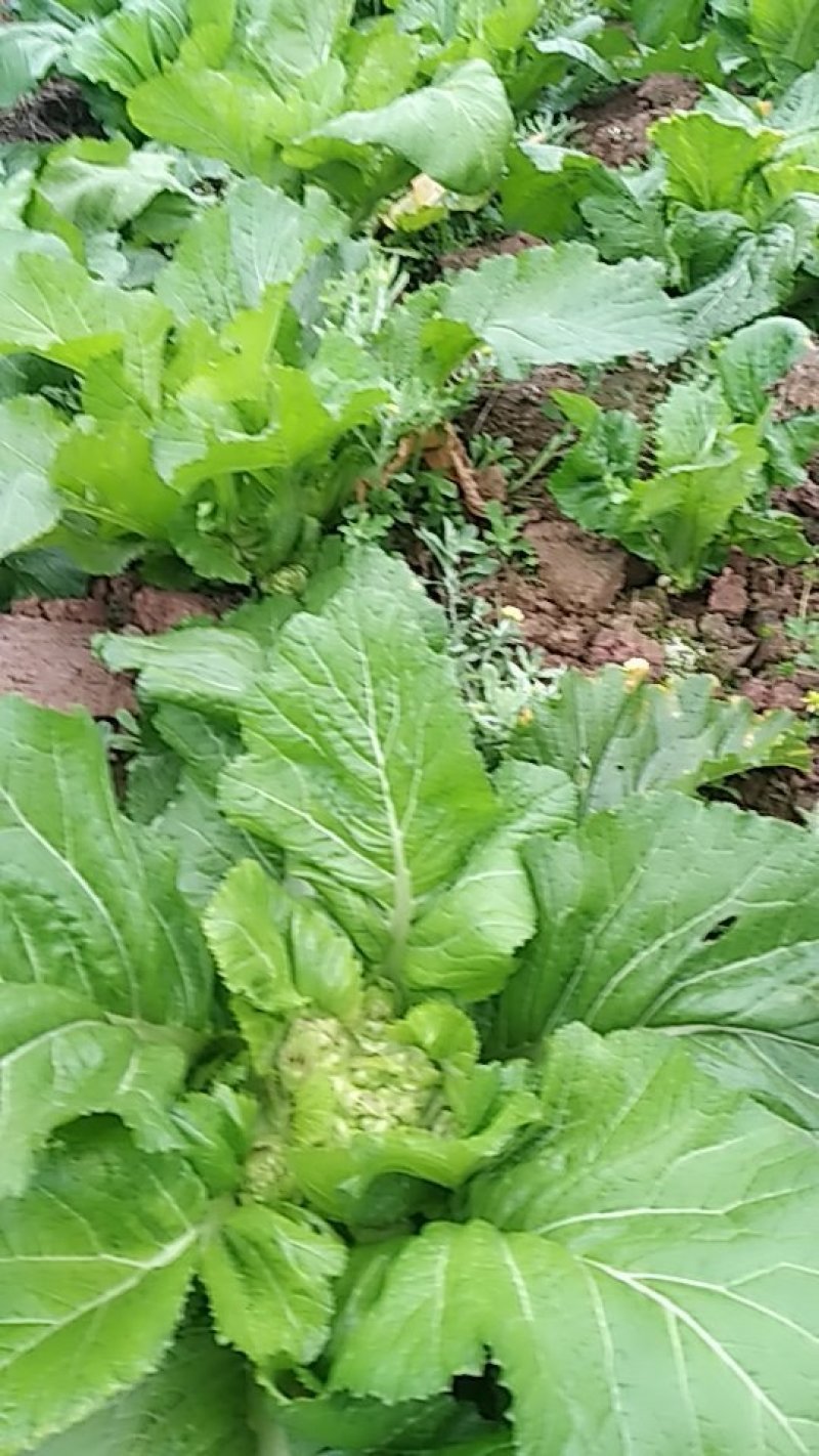 精品儿菜现在大量上市