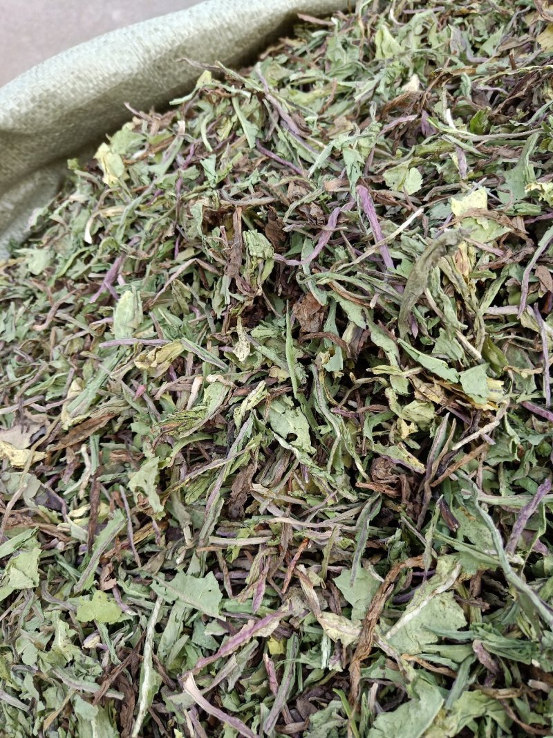 蒲公英