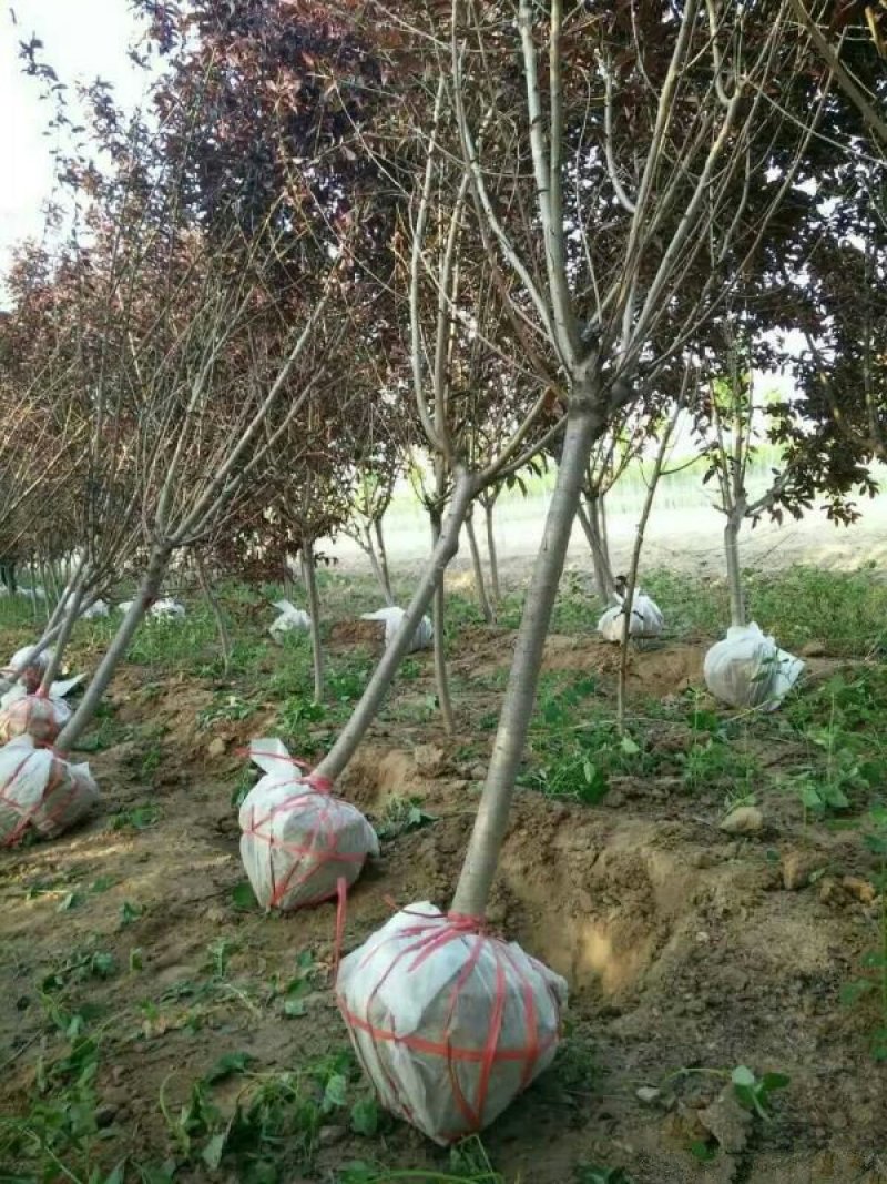 常年批发供应红叶碧桃，价格优惠规格齐全苗圃大量出售