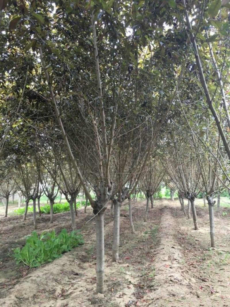 常年批发供应红叶碧桃，价格优惠规格齐全苗圃大量出售