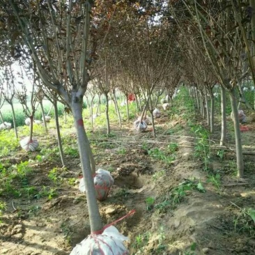 常年批发供应红叶碧桃，价格优惠规格齐全苗圃大量出售