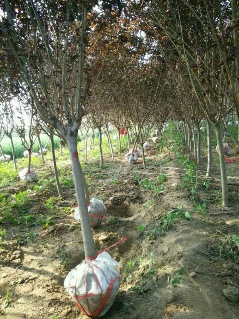常年批发供应红叶碧桃，价格优惠规格齐全苗圃大量出售