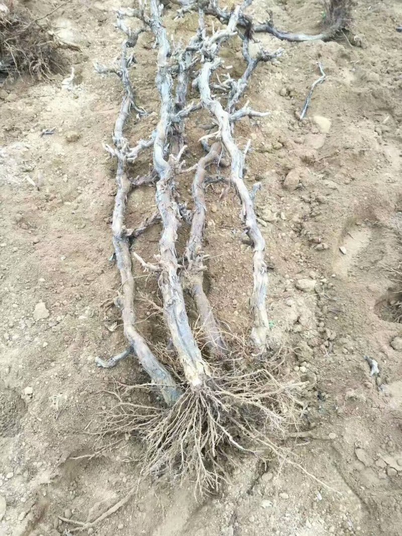 占地葡萄树，一棵也批发！3-4公分葡萄树大量供应！