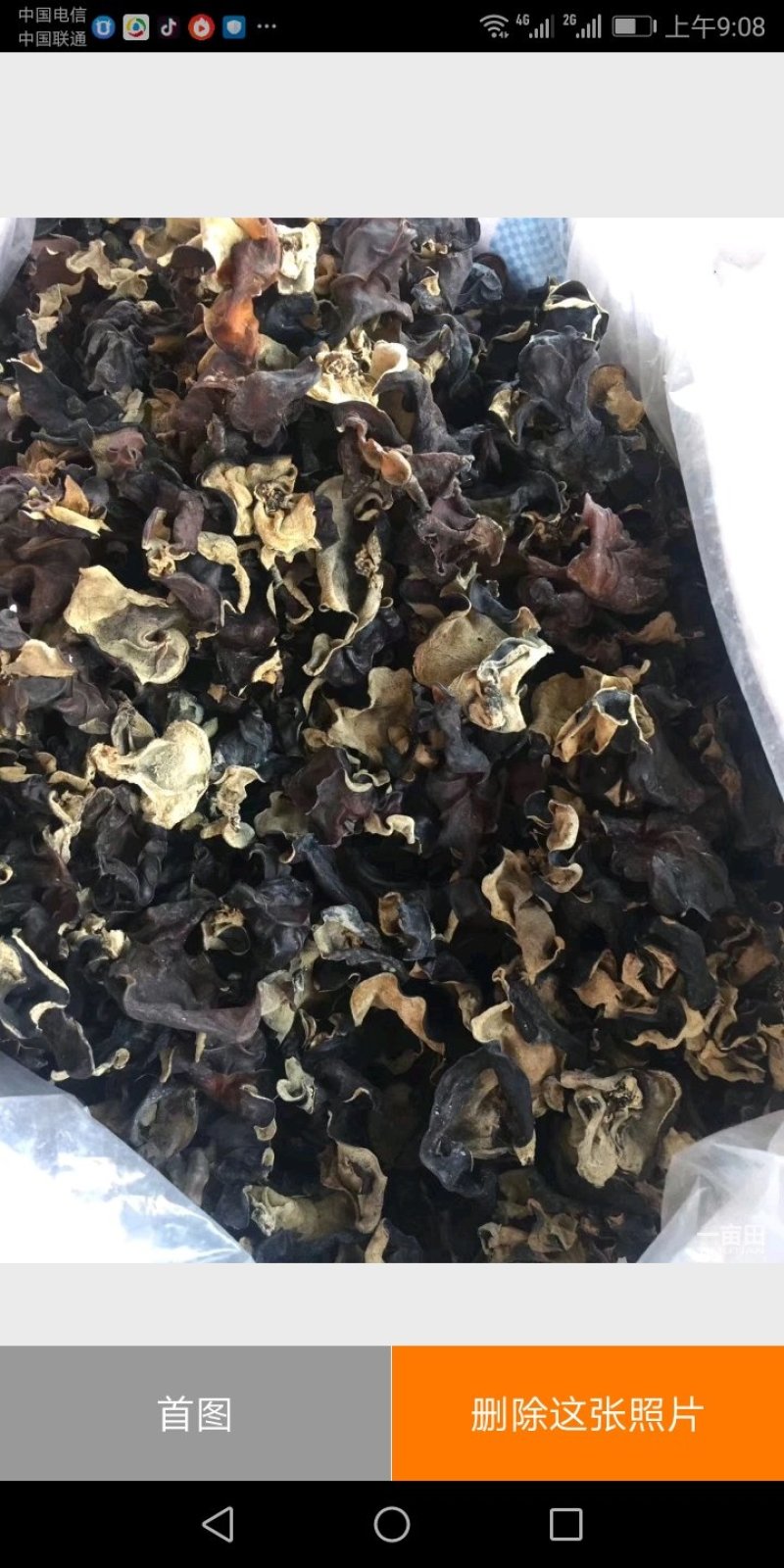 毛木耳