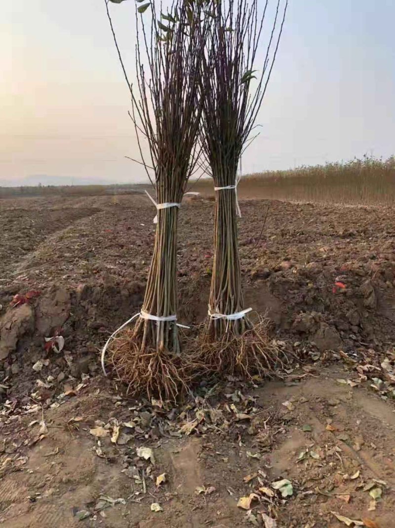 西梅李子苗，优质种苗基地，法兰西李子苗，恐龙蛋李子苗