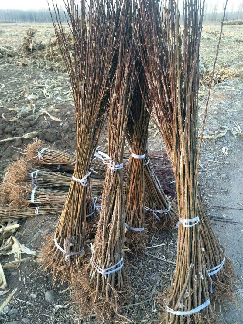 西梅李子苗，优质种苗基地，法兰西李子苗，恐龙蛋李子苗