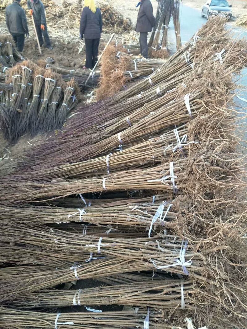 西梅李子苗，优质种苗基地，法兰西李子苗，恐龙蛋李子苗