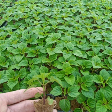 一串红穴盘苗105山东青州基地草花苗木一手货源