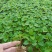 一串红穴盘苗105山东青州基地草花苗木一手货源