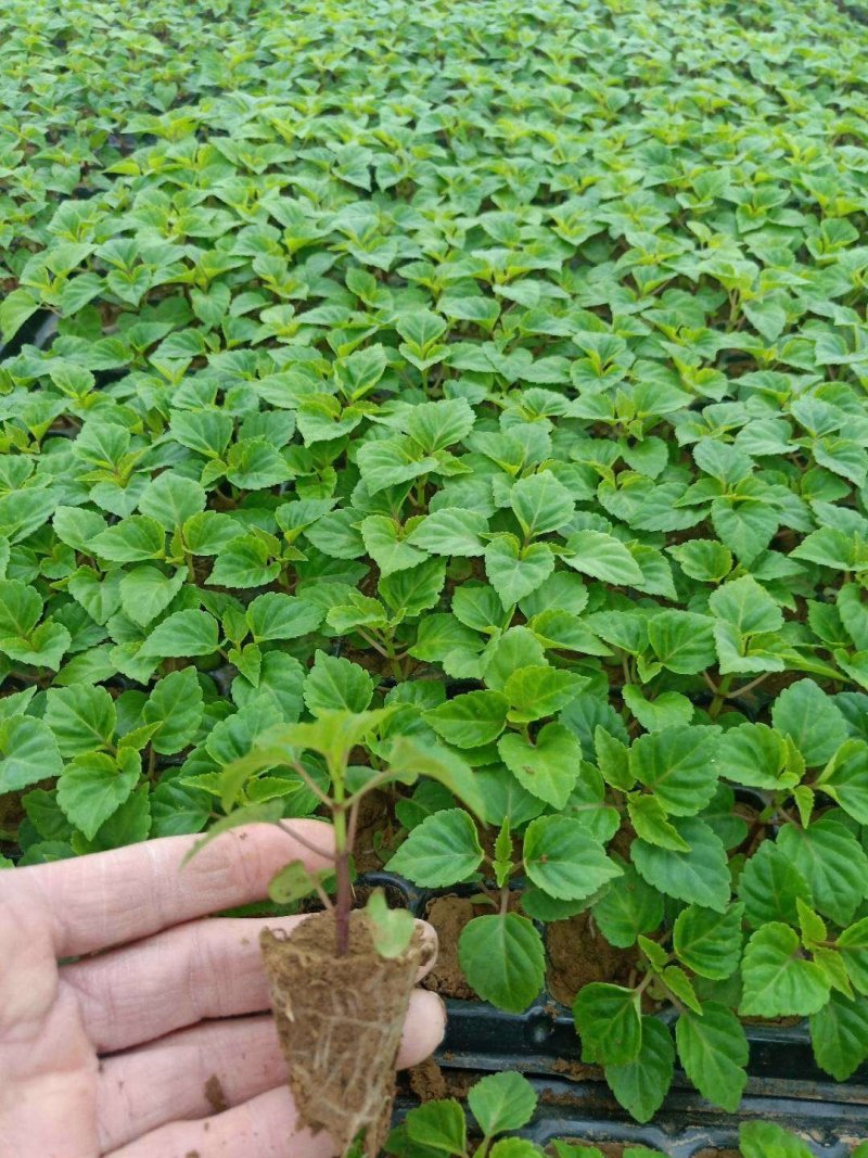 一串红穴盘苗105山东青州基地草花苗木一手货源