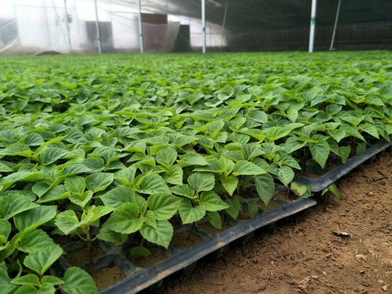 一串红穴盘苗105山东青州基地草花苗木一手货源