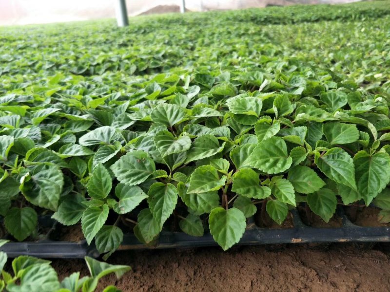 一串红穴盘苗105山东青州基地草花苗木一手货源