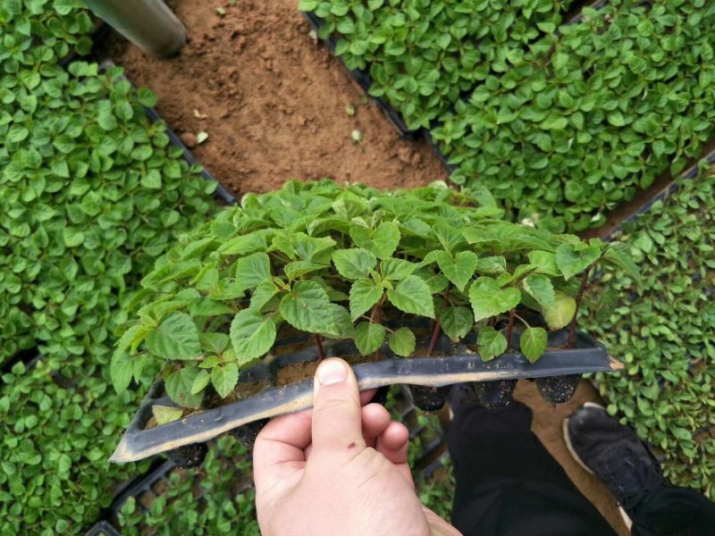 一串红穴盘苗105山东青州基地草花苗木一手货源
