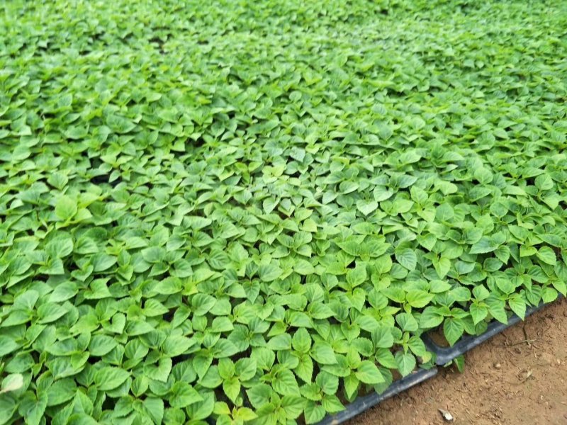 一串红穴盘苗105山东青州基地草花苗木一手货源