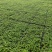 一串红穴盘苗105山东青州基地草花苗木一手货源