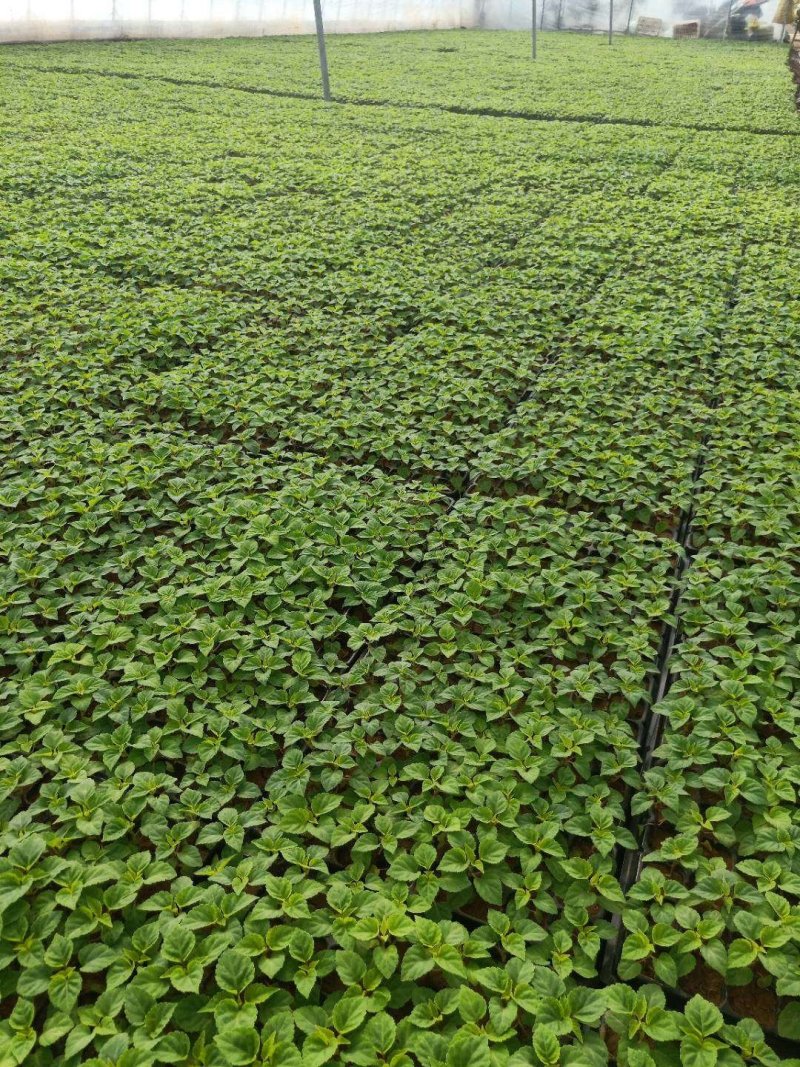 一串红穴盘苗105山东青州基地草花苗木一手货源