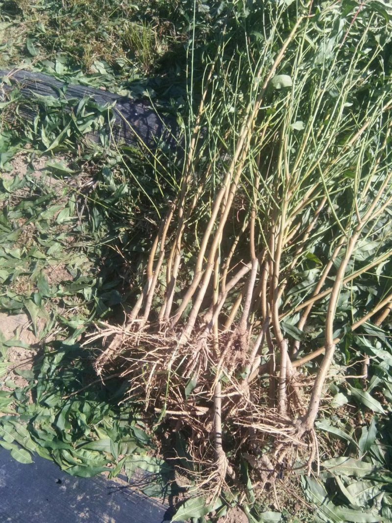 早熟桃苗，桃树苗，一棵也批发，晚熟桃树苗