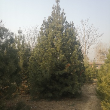 白皮松，各种规格的白皮松，杯苗，定值苗。