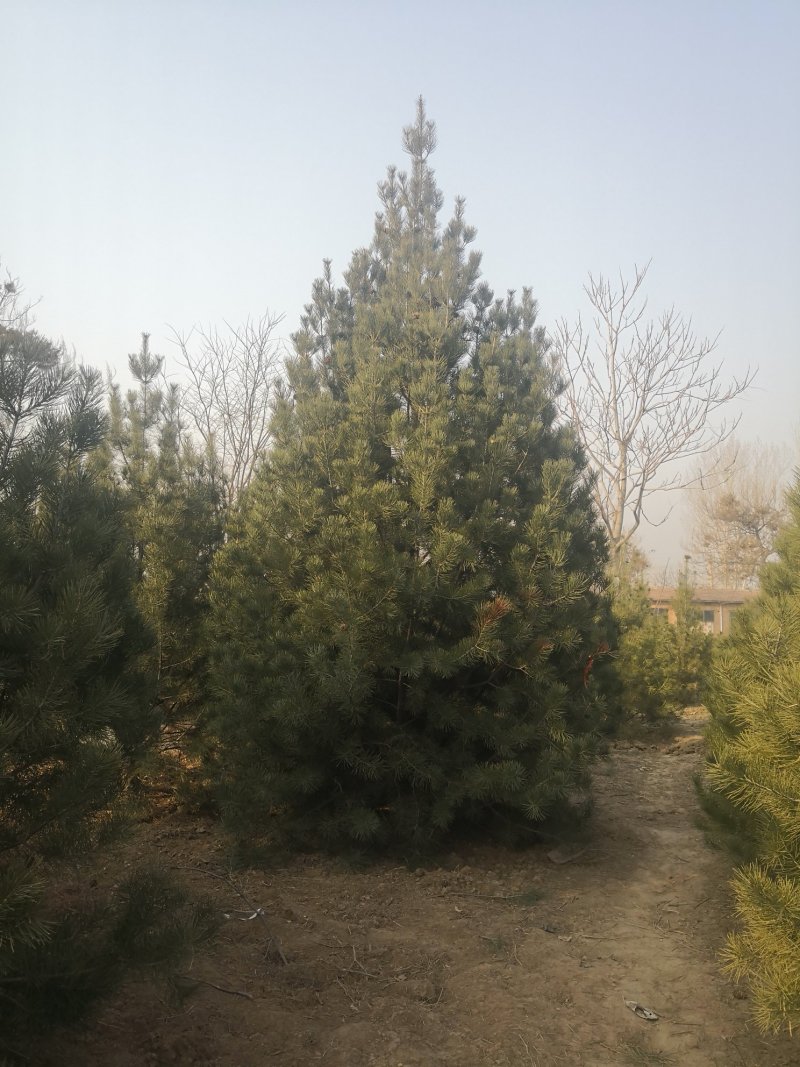 白皮松，各种规格的白皮松，杯苗，定值苗。