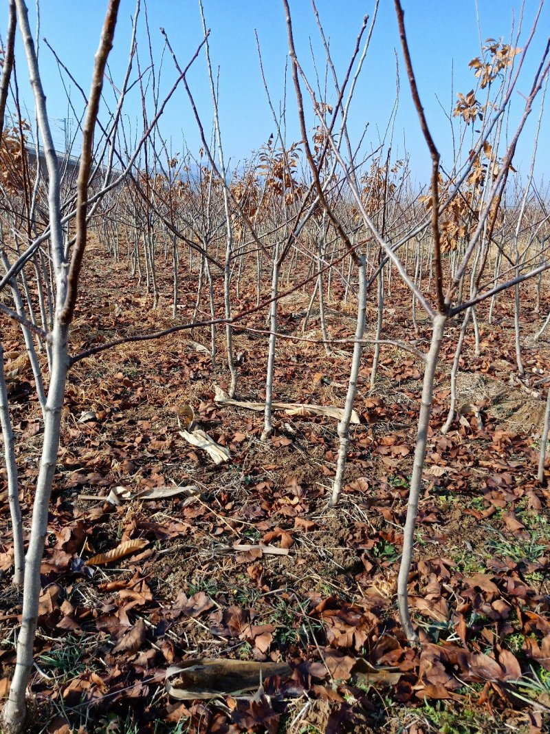 山楂树，一棵也批发，2公分山楂树，3公分山楂树