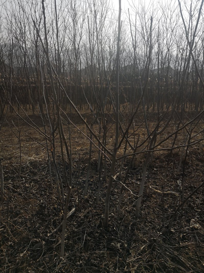核桃苗，各种规格的核桃苗，核桃树。