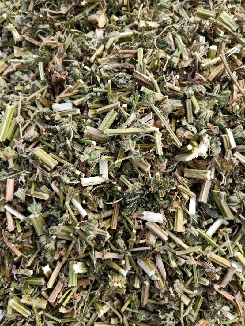 益母草