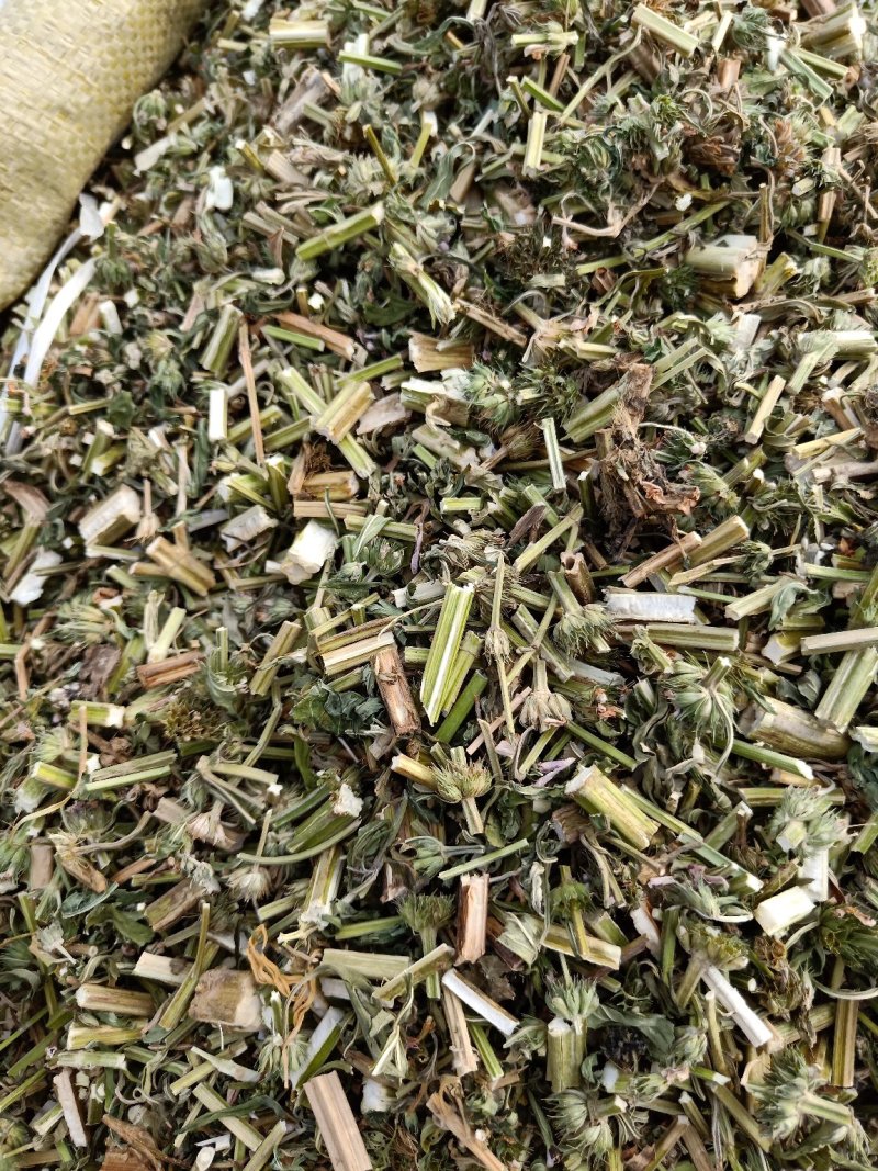 益母草