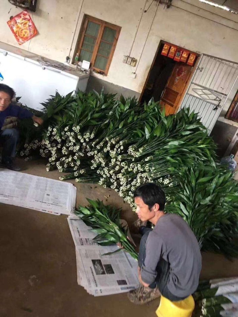 富贵竹