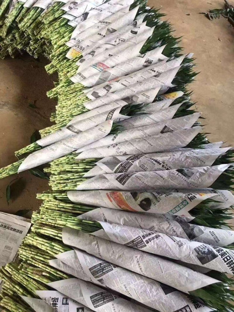 富贵竹