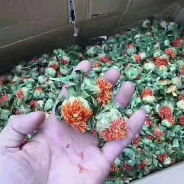 藏红花