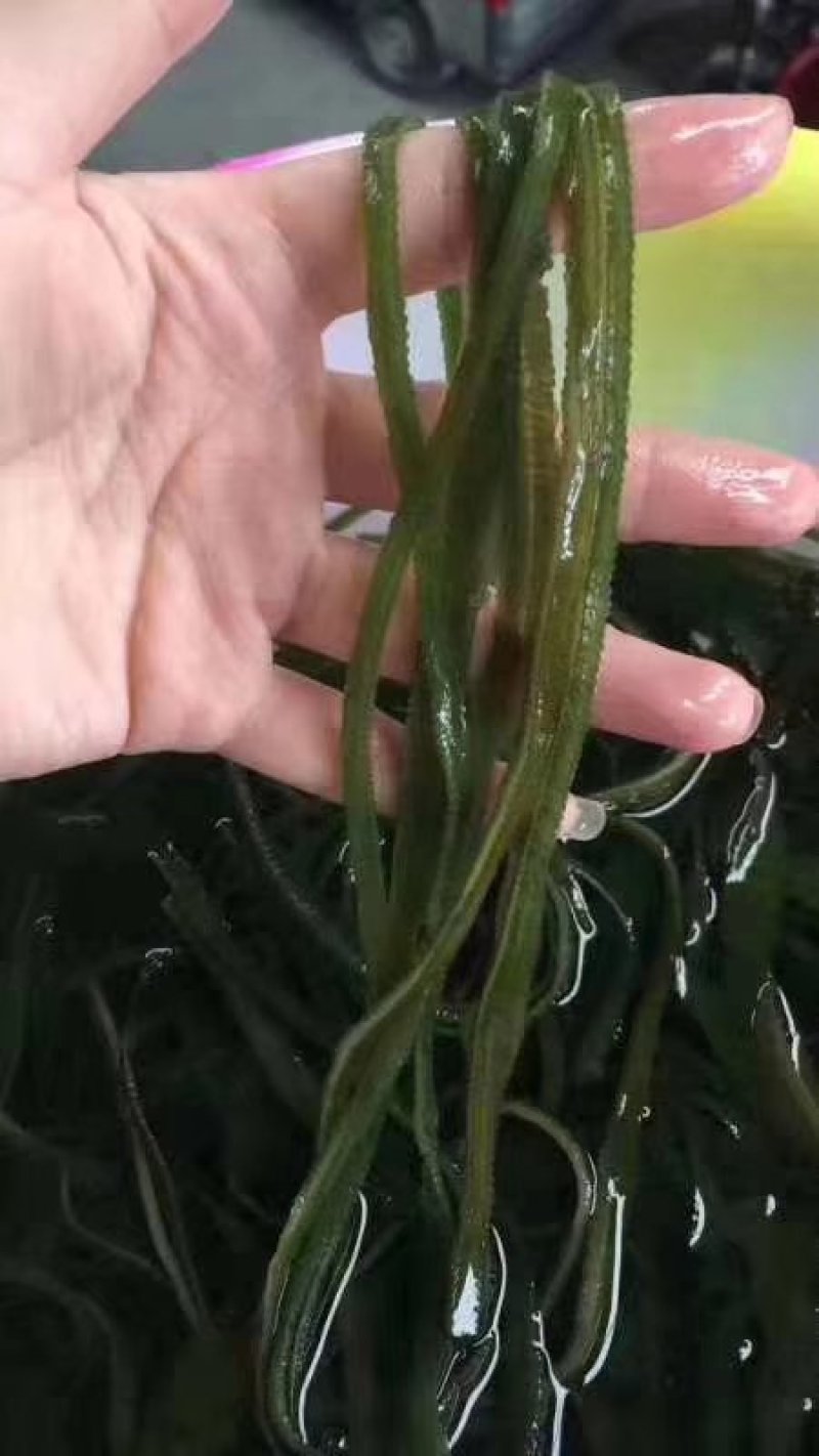 海带丝