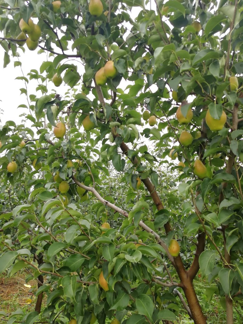 梨树大苗