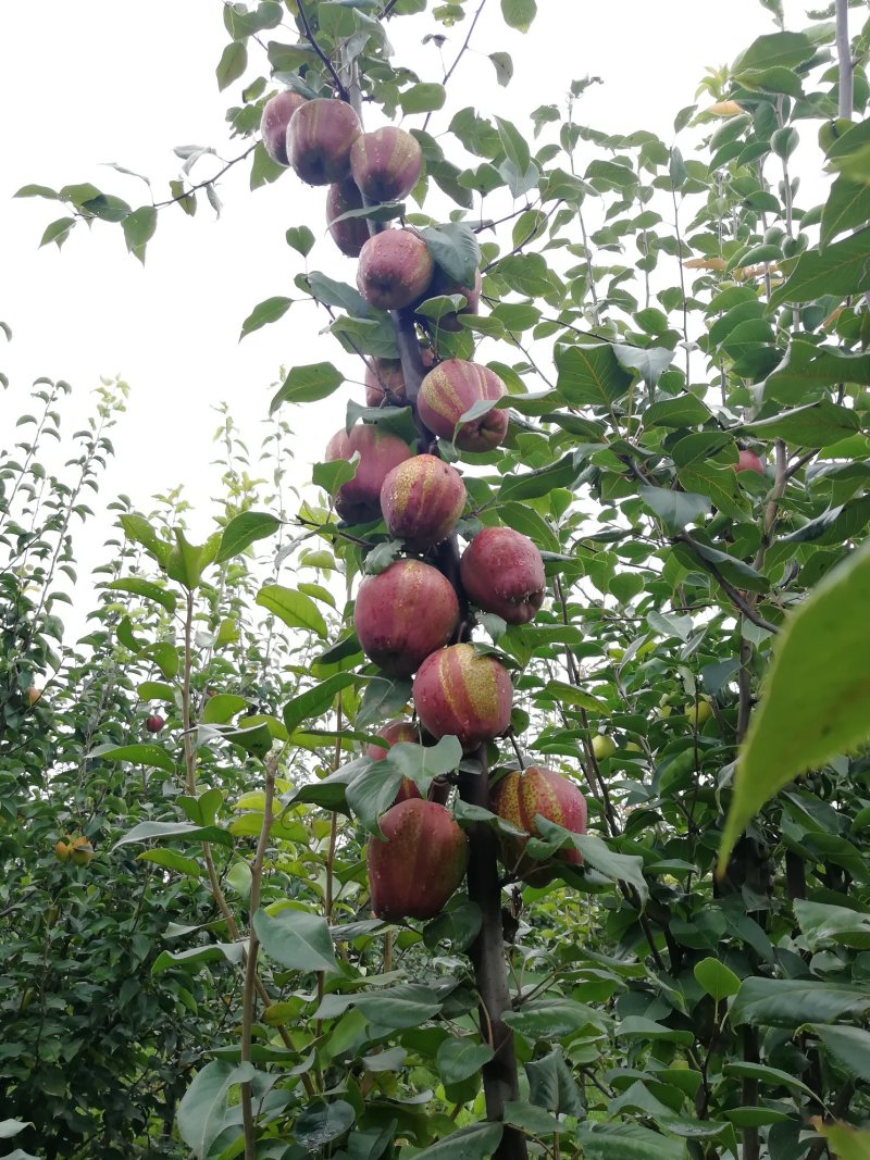 梨树大苗