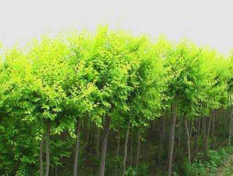 高接金叶榆