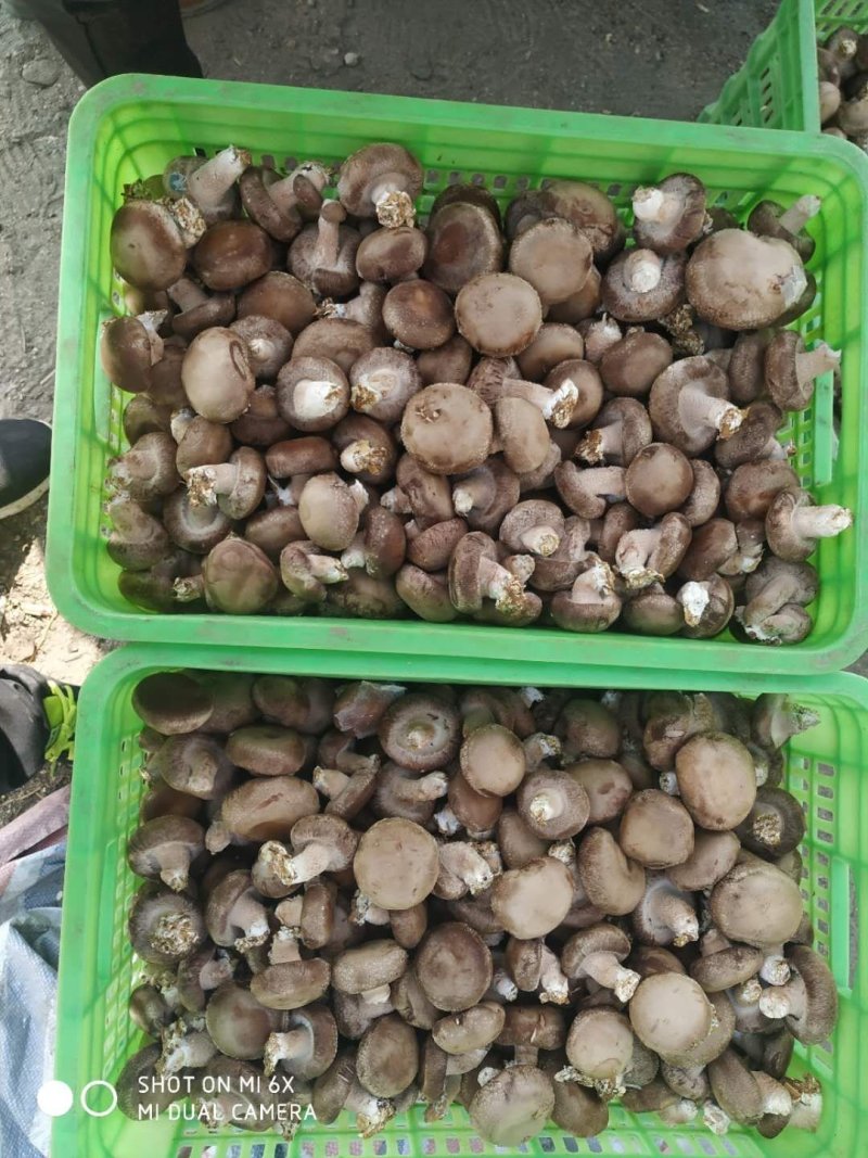 鲜香菇