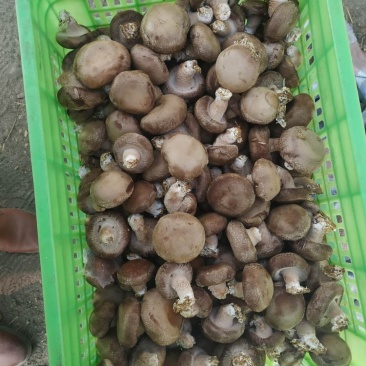 鲜香菇
