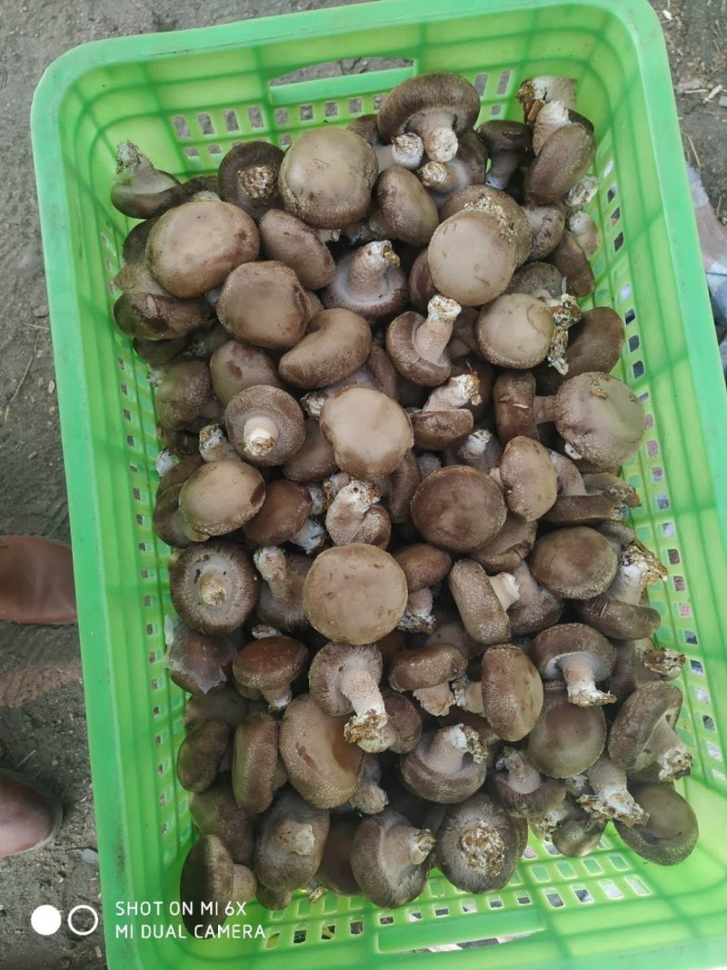 鲜香菇