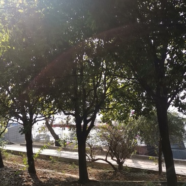 天竺桂香樟