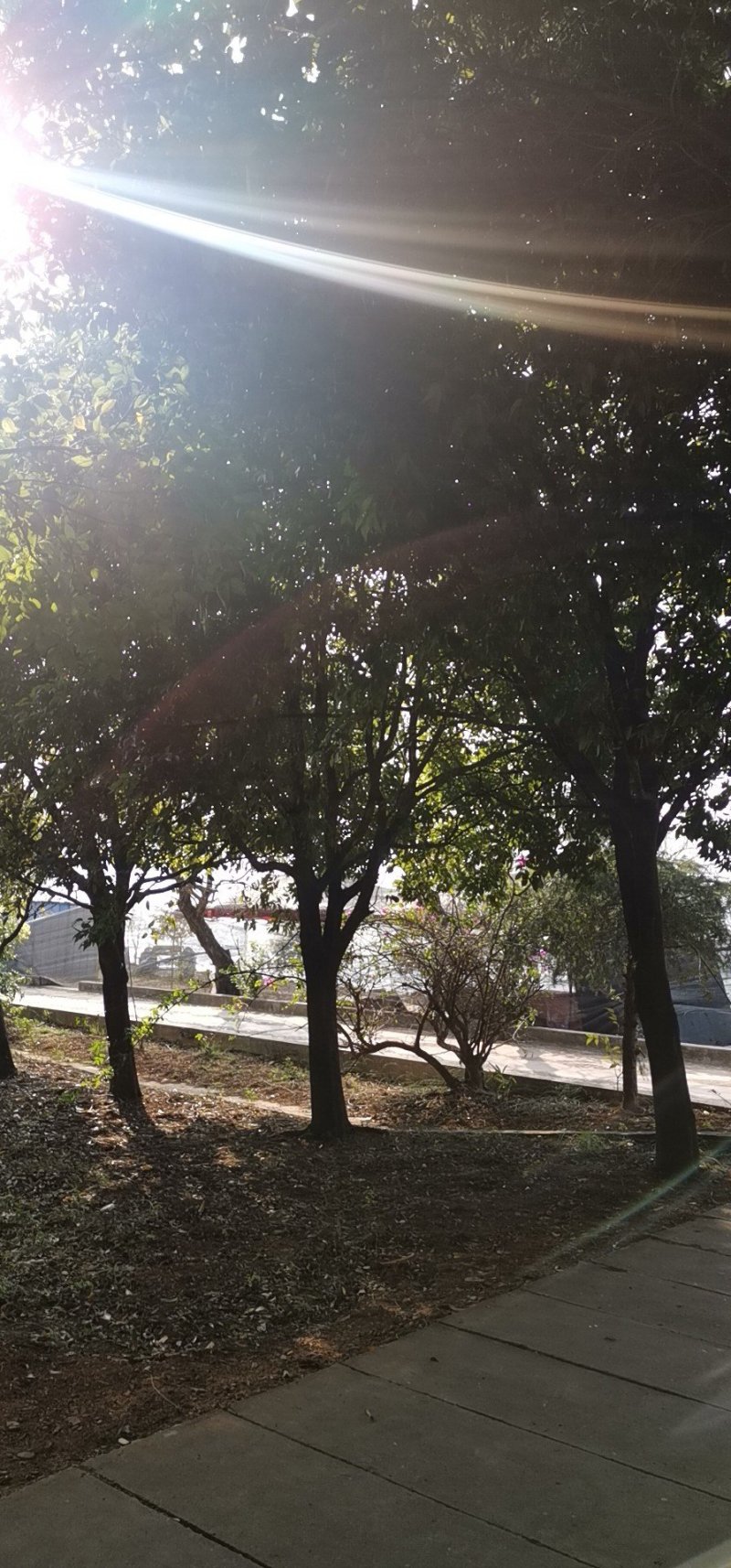 天竺桂香樟