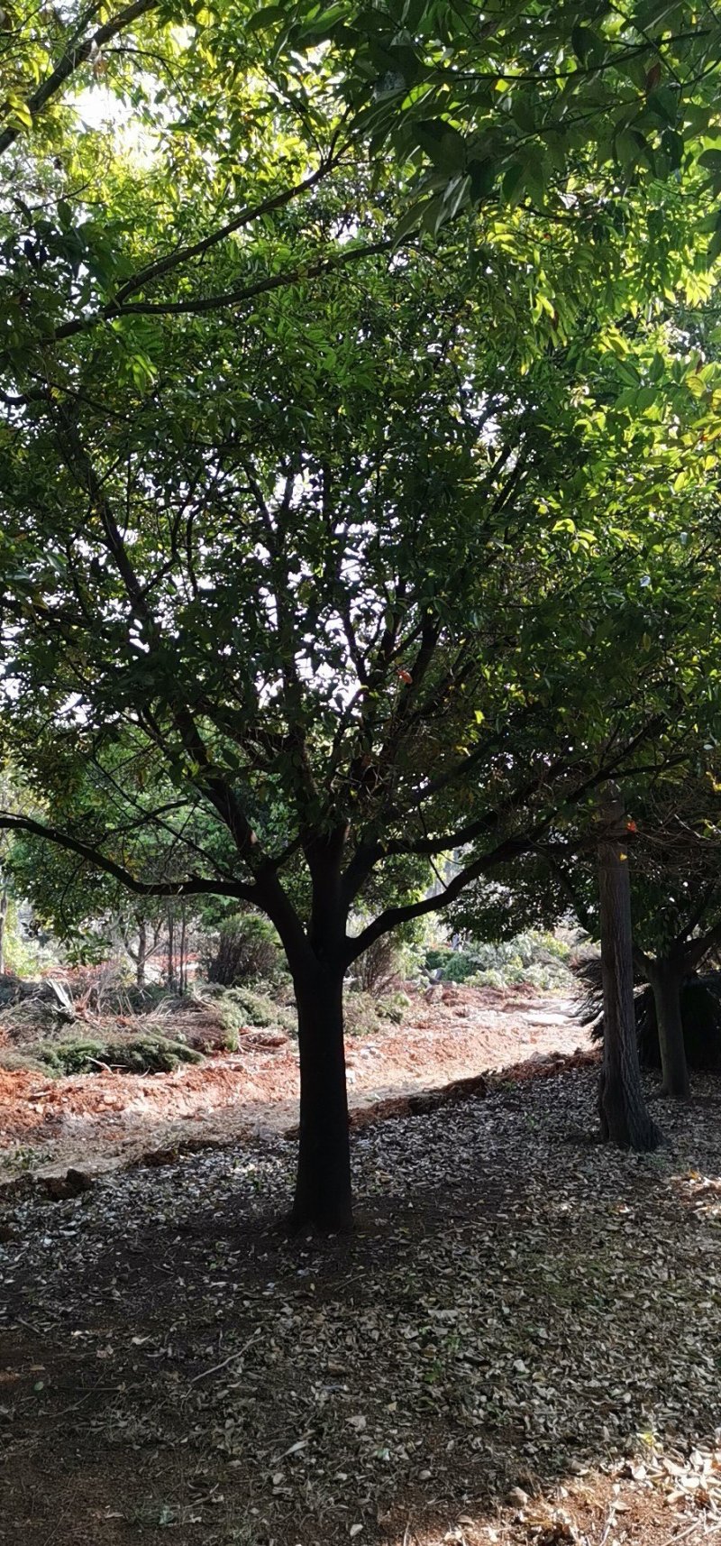天竺桂香樟