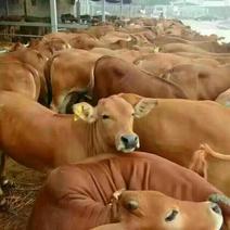 黄牛养殖牛犊免费送货货到付款《诚信单位》