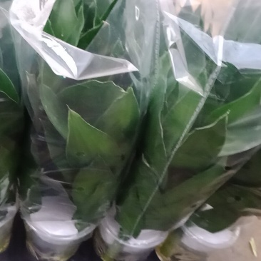 水培观音竹，富贵竹，红竹产地直供量大价格可谈
