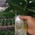 水培观音竹，富贵竹，红竹产地直供量大价格可谈