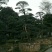 高杆造型罗汉松，20一60公分盆景，别墅装修设计，精美