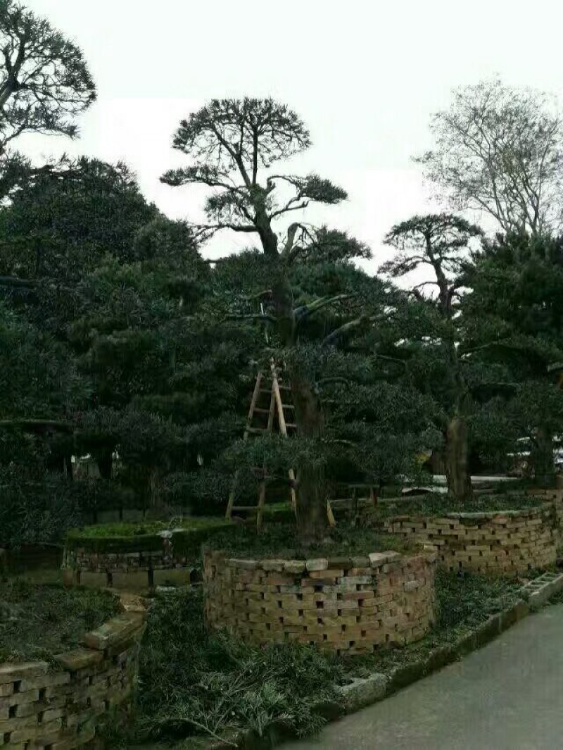 高杆造型罗汉松，20一60公分盆景，别墅装修设计，精美