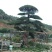高杆造型罗汉松，20一60公分盆景，别墅装修设计，精美