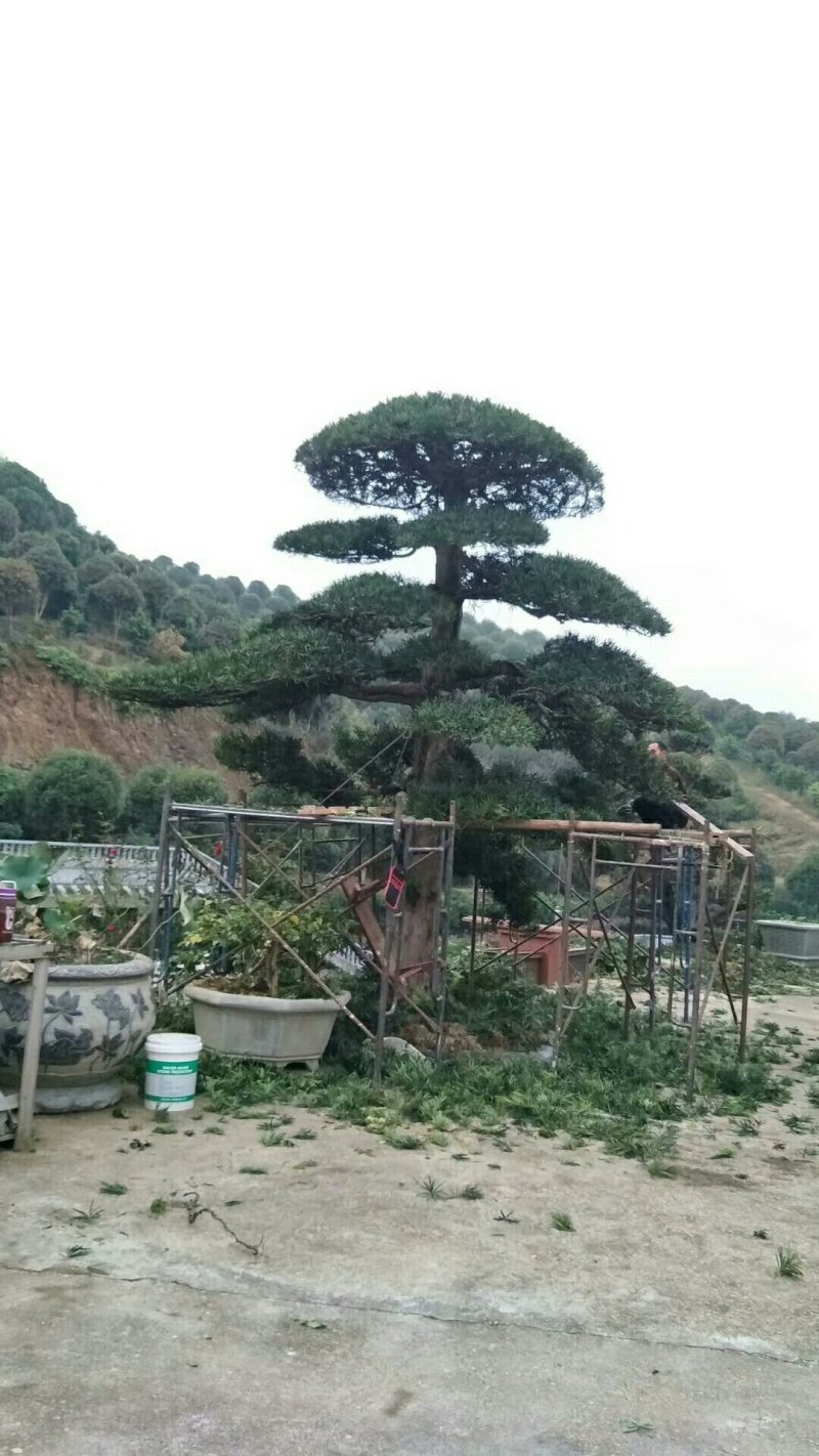 高杆造型罗汉松，20一60公分盆景，别墅装修设计，精美