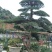 高杆造型罗汉松，20一60公分盆景，别墅装修设计，精美