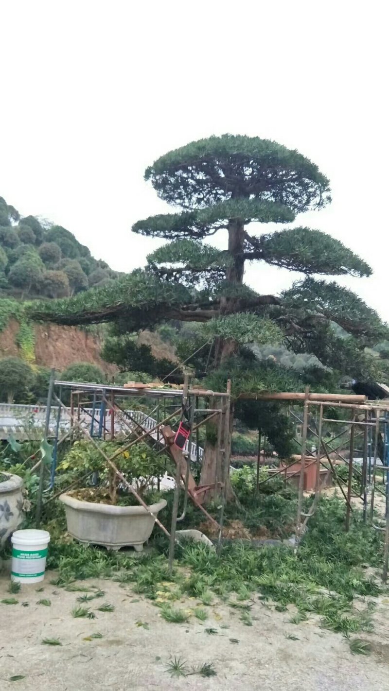 高杆造型罗汉松，20一60公分盆景，别墅装修设计，精美